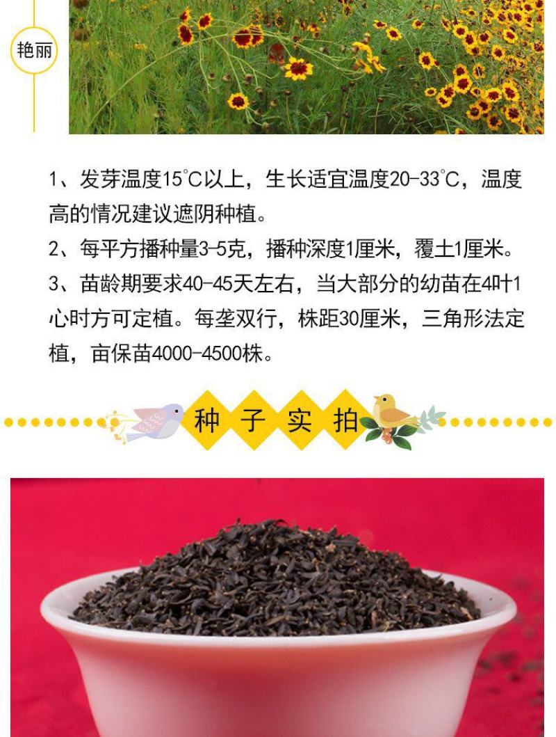 蛇目菊种子，秋季庭院绿化花期长花卉观赏绿化花卉耐寒耐贫橘