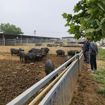 黑山猪散养黑猪生态黑猪粮喂养一年以上