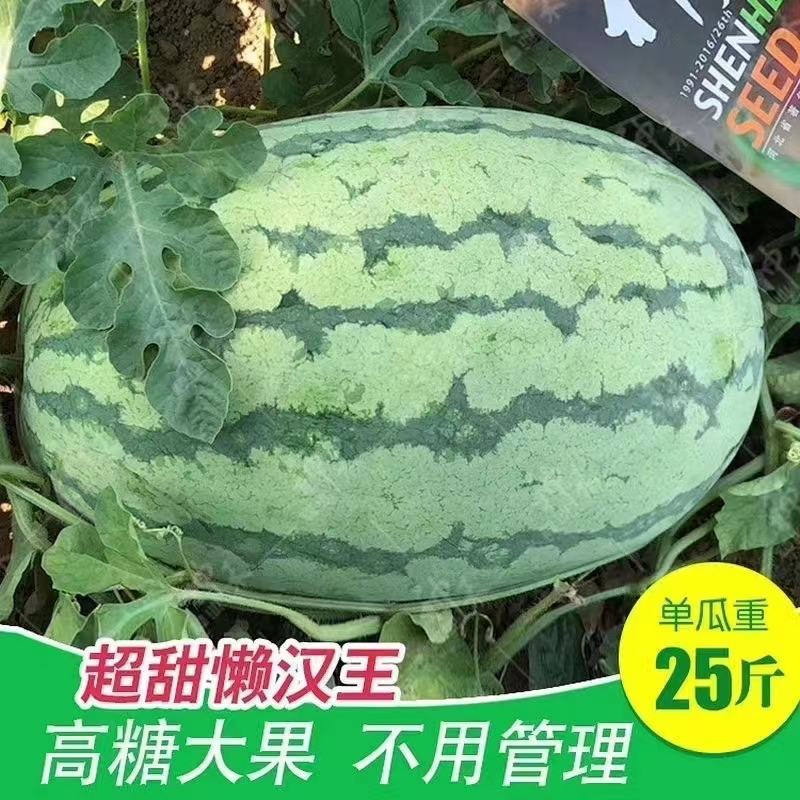 籽小且少大果型西瓜种子超甜懒汉王西瓜种子耐重茬西瓜种籽