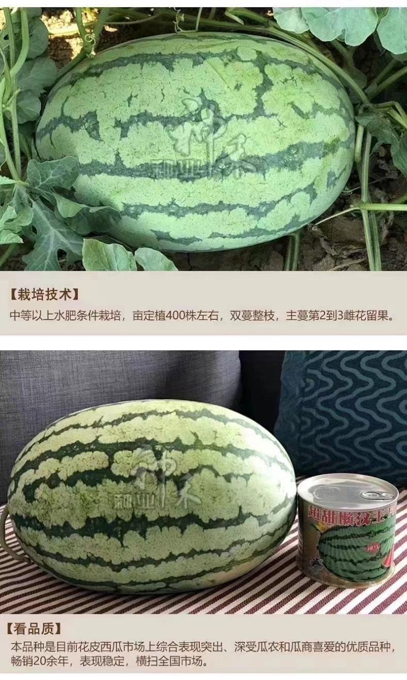 籽小且少大果型西瓜种子超甜懒汉王西瓜种子耐重茬西瓜种籽