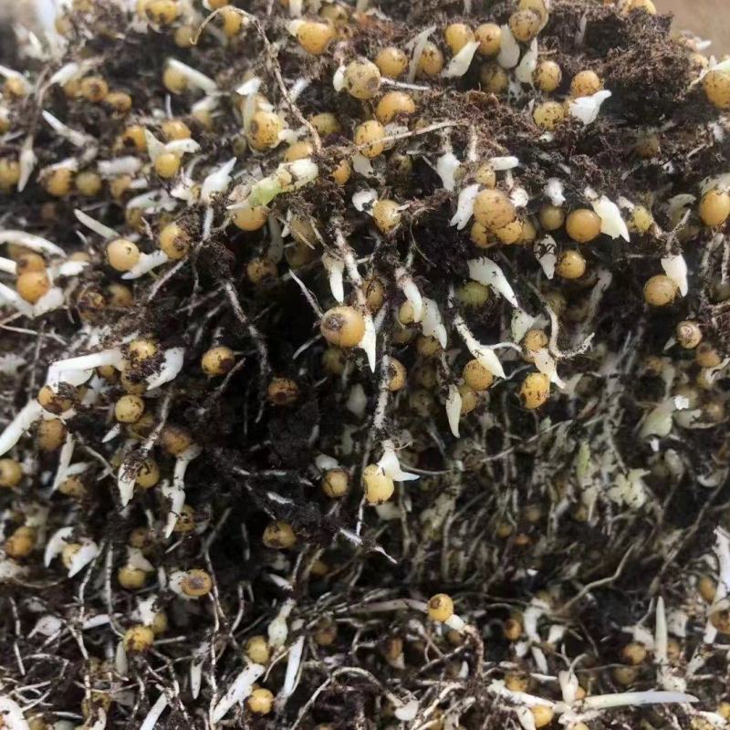 黄精，黄精催芽种子，江型不倒苗川黄精品种