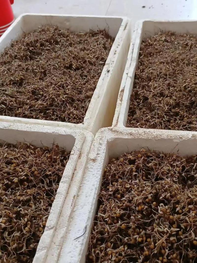 黄精，黄精催芽种子，江型不倒苗川黄精品种
