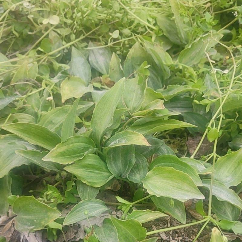 黄精，黄精催芽种子，江型不倒苗川黄精品种