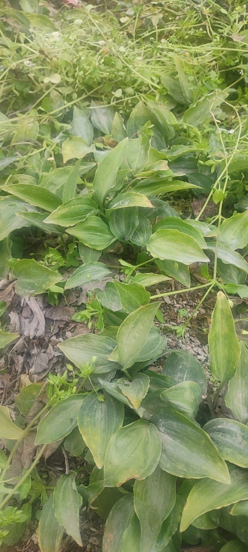 黄精，黄精催芽种子，江型不倒苗川黄精品种