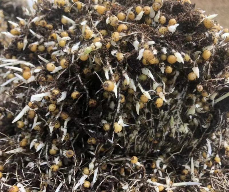 黄精，黄精催芽种子，江型不倒苗川黄精品种