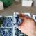 山东蓝莓瑞卡博雾莱克西口感好耐运输，对接电商商超批发市场