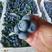 山东蓝莓瑞卡博雾莱克西口感好耐运输，对接电商商超批发市场