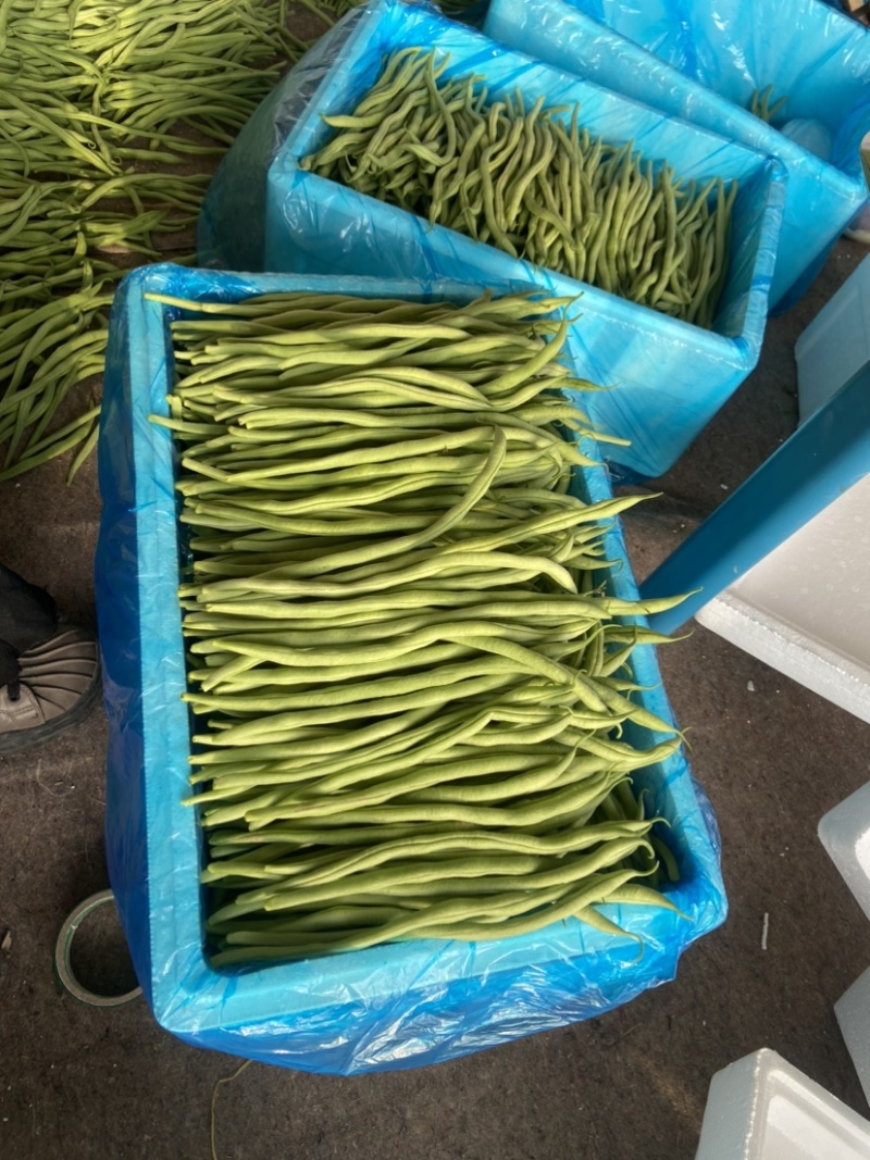 无丝豆，豆王，芸豆，大量现货，价格美丽，欢迎采购