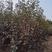 【红叶石楠】1.8米以上大量供应红叶石楠绿篱