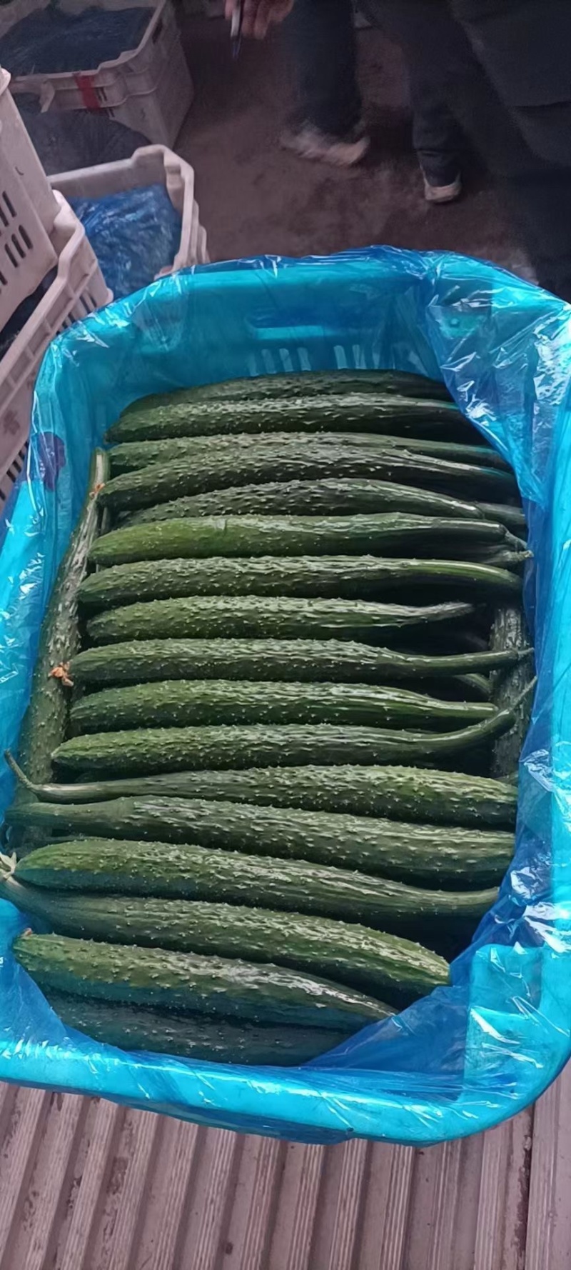 精品黄瓜万亩密刺黄瓜产地全国直发货源充足保质保量