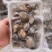 鲍鱼【海头厂家】小鲍鱼鲍鱼肉冻鲍鱼