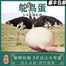 特大号非洲鸵鸟蛋新鲜鸸鹋蛋可食用非受精鸵鸟蛋端午撞蛋顺丰