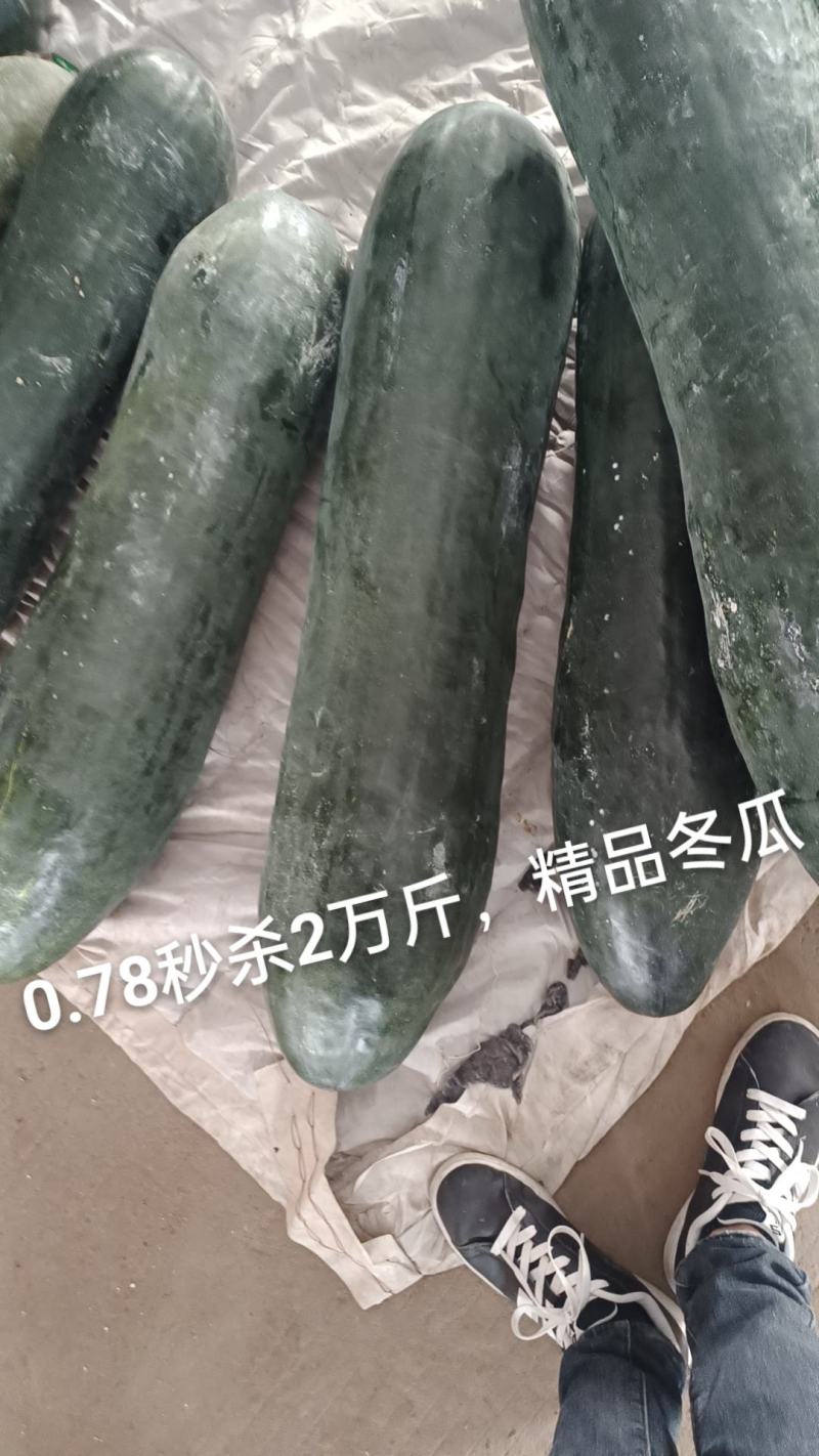 冬瓜百万吨代卖