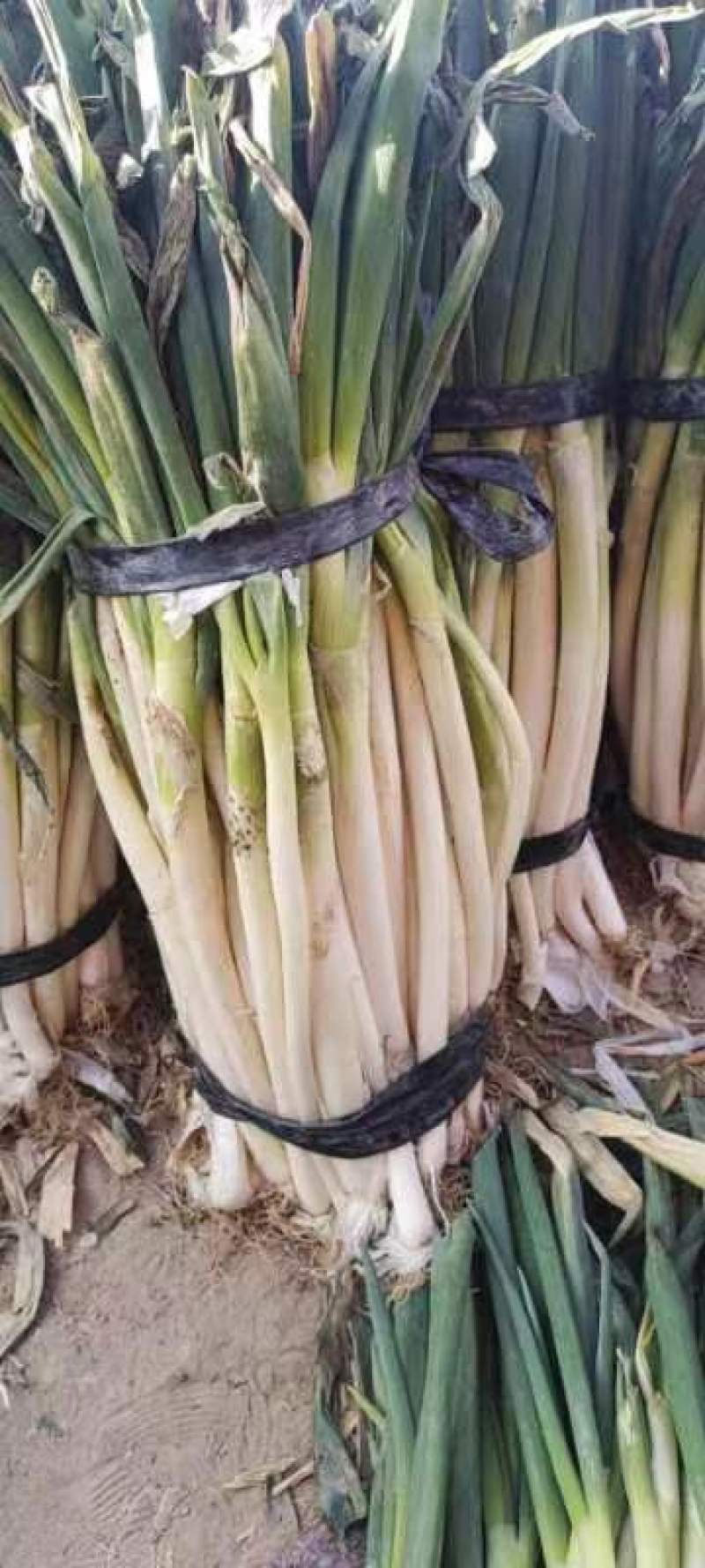 羊角葱，红葱