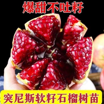 突尼斯石榴苗～软籽～黑籽～无籽～硬籽～品种保证～死苗包赔
