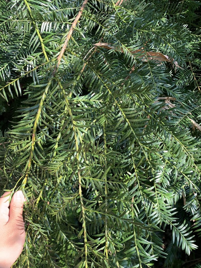 南方红豆杉，大量优质树苗出售，量多价优，可实地考察
