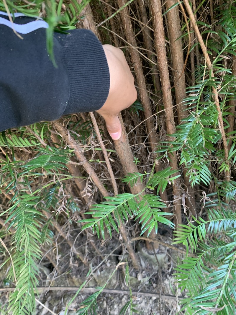 南方红豆杉，大量优质树苗出售，量多价优，可实地考察