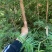 南方红豆杉，大量优质树苗出售，量多价优，可实地考察