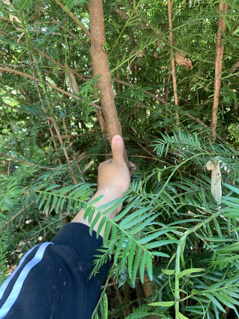 南方红豆杉，大量优质树苗出售，量多价优，可实地考察