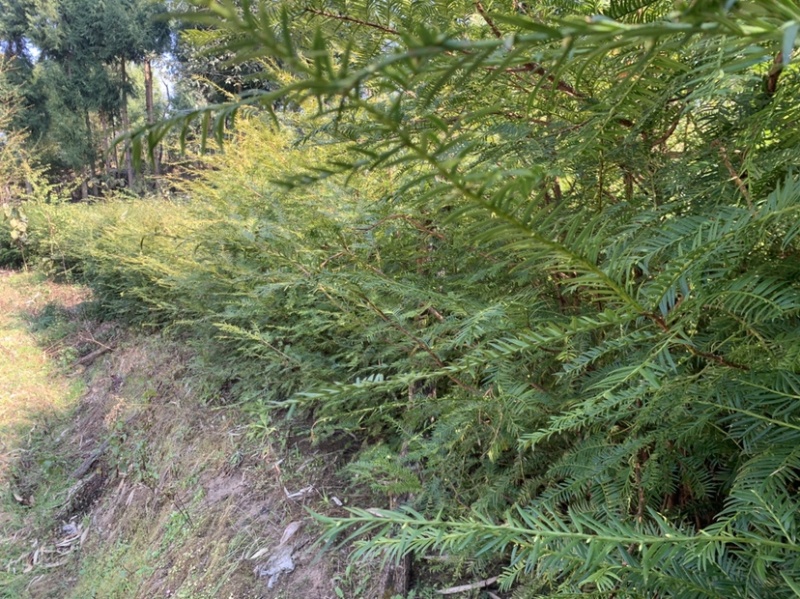 南方红豆杉，大量优质树苗出售，量多价优，可实地考察