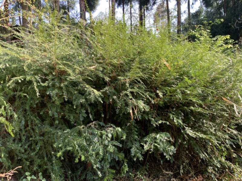 南方红豆杉，大量优质树苗出售，量多价优，可实地考察