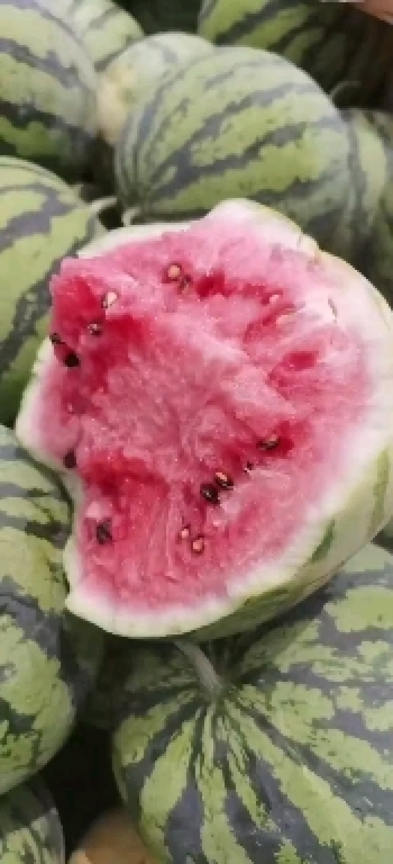 湖北美都西瓜，精品美都西瓜，保质保量！产地发货，欢迎