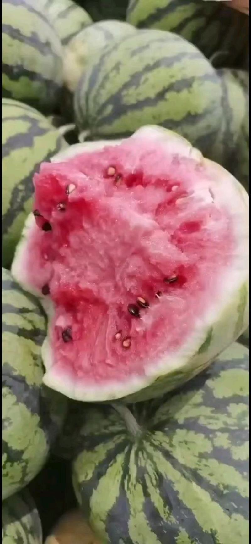 湖北美都西瓜，精品美都西瓜，保质保量！产地发货，欢迎