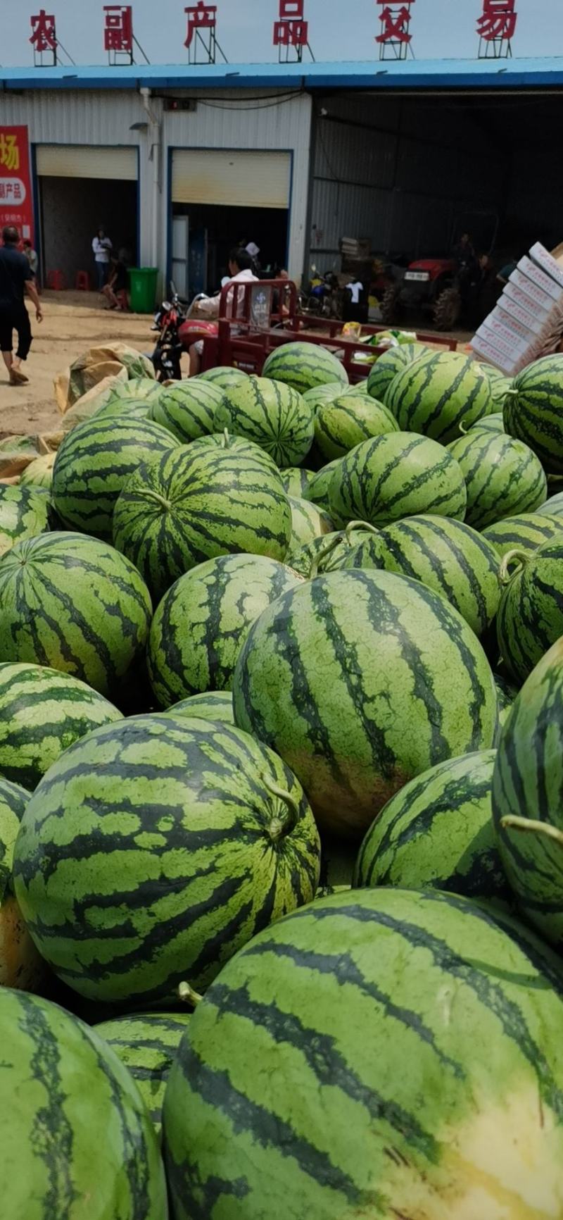 湖北美都西瓜，精品美都西瓜，保质保量！产地发货，欢迎
