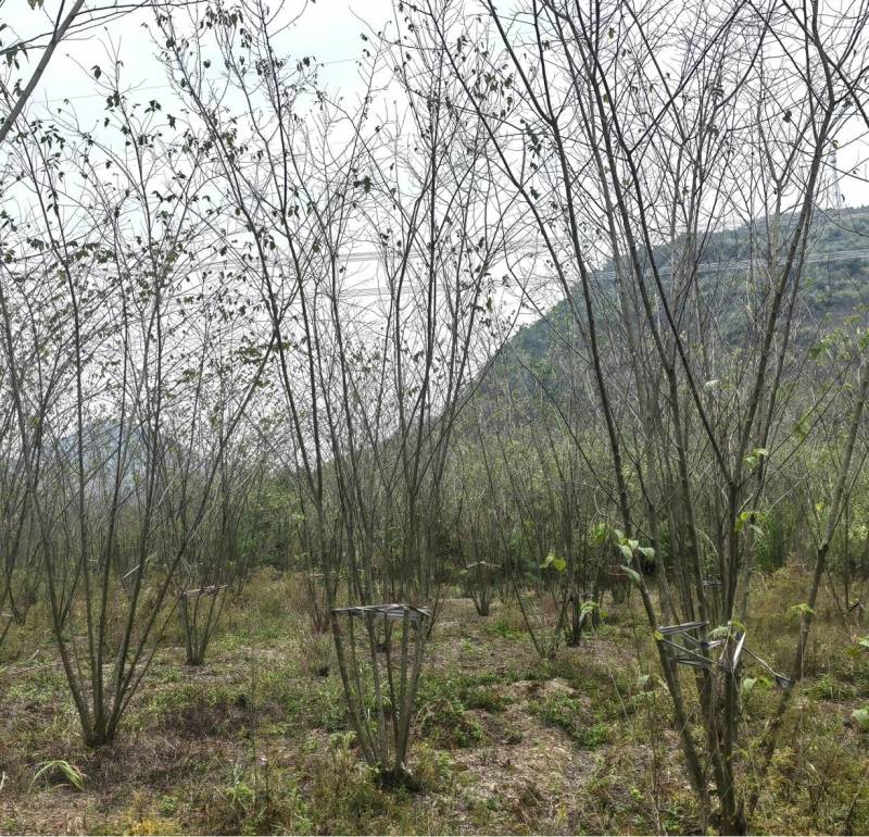 小规格丛生朴树原生拼栽5杆3-5公分丛生朴树