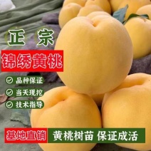桃树苗水密黄桃-蟠桃-黑桃-冬桃-血桃-可签合同假一陪万