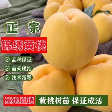 桃树苗水密黄桃-蟠桃-黑桃-冬桃-血桃-可签合同假一陪万