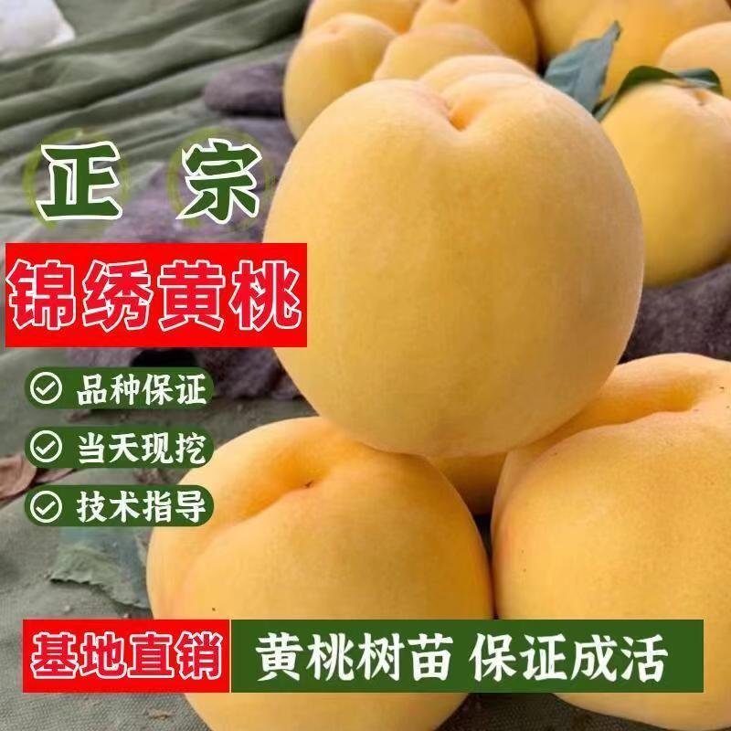 桃树苗水密黄桃-蟠桃-黑桃-冬桃-血桃-可签合同假一陪万