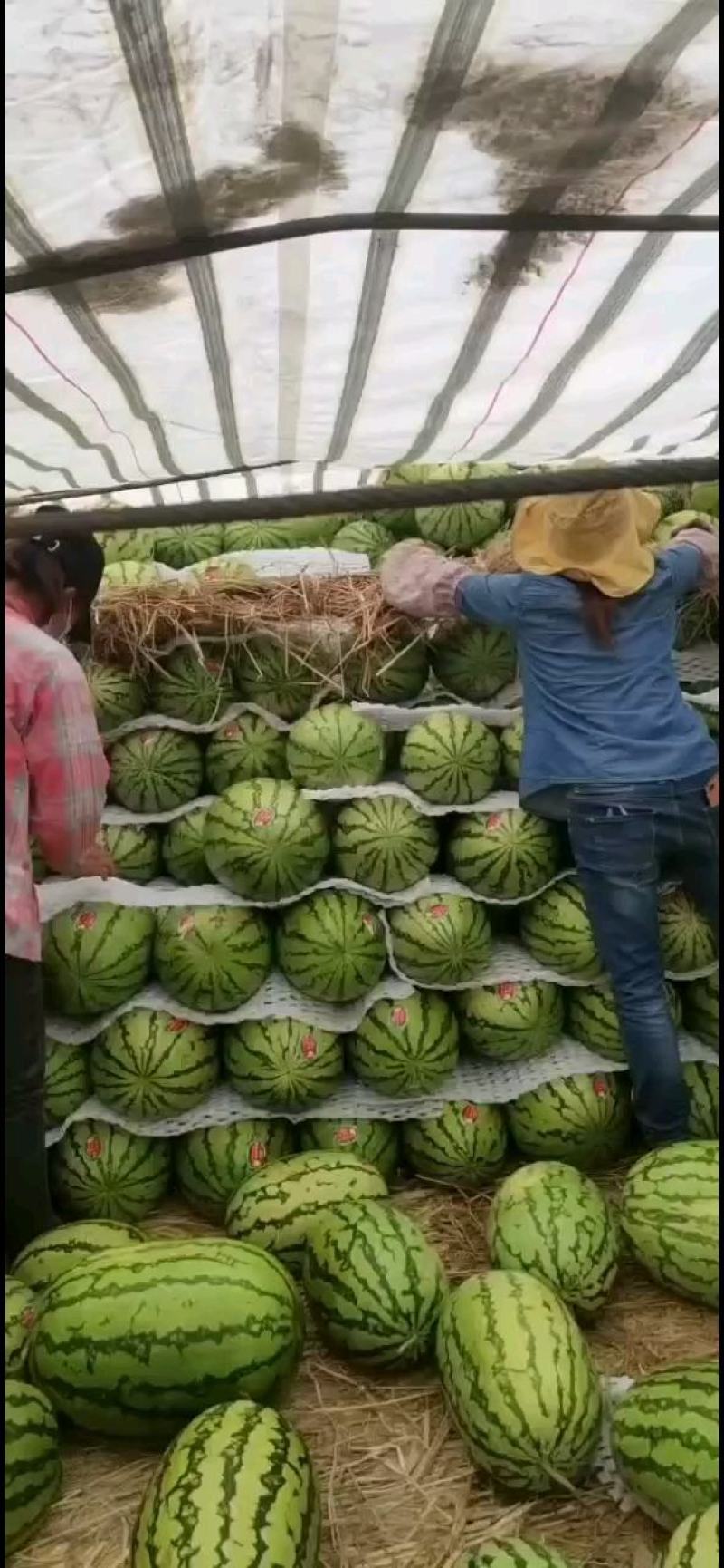 【甄选】宁夏石头瓜，甜度高耐运输货源足欢迎