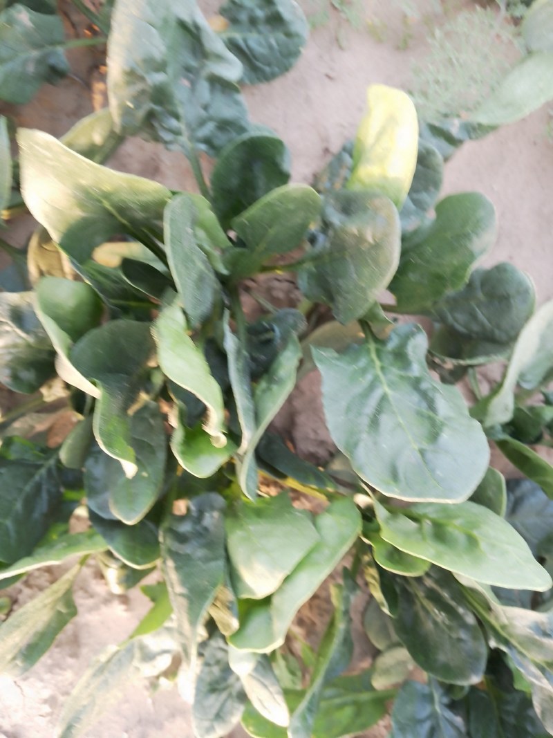 菠菜大量出售