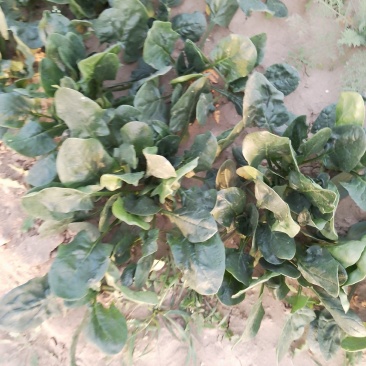 菠菜大量出售