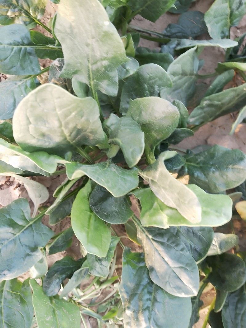 菠菜大量出售