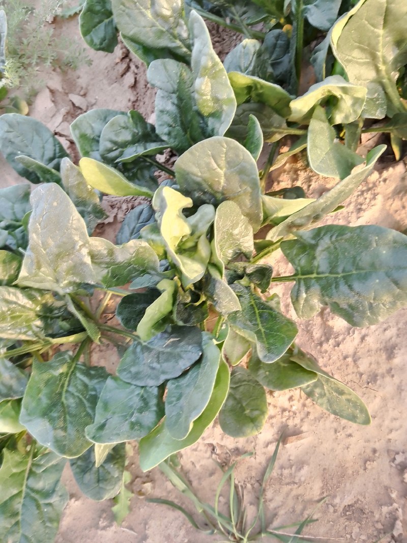 菠菜大量出售