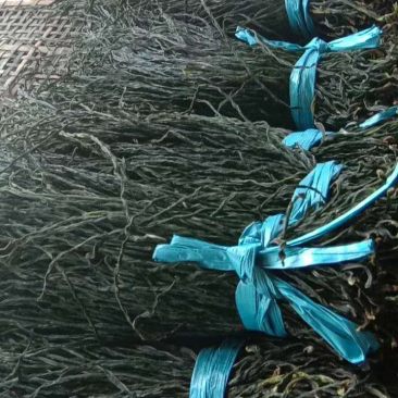 烘干豆角（颜色漂亮无色素）搜：才建干菜批发销售