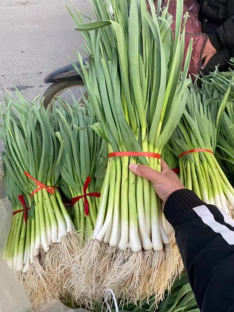红根蒜苗大量上市，根红叶绿，现大量上市，价格便宜，量大从