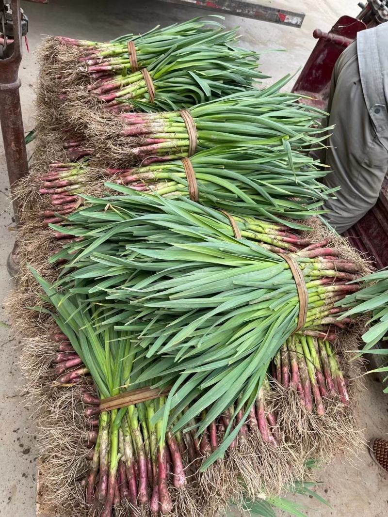 红根蒜苗大量上市，根红叶绿，现大量上市，价格便宜，量大从