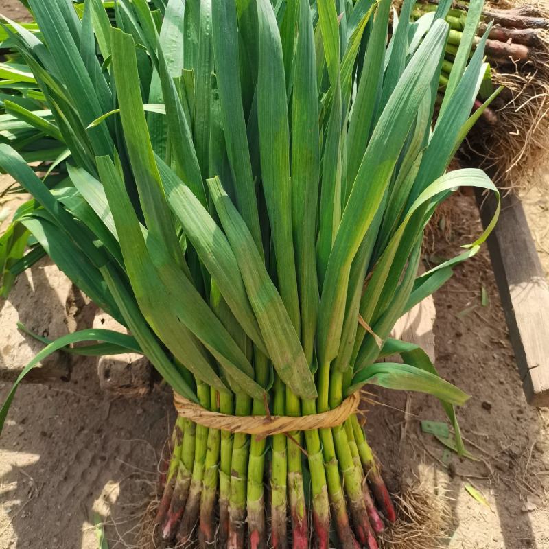 红根蒜苗大量上市，根红叶绿，现大量上市，价格便宜，量大从