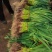 红根蒜苗大量上市，根红叶绿，现大量上市，价格便宜，量大从