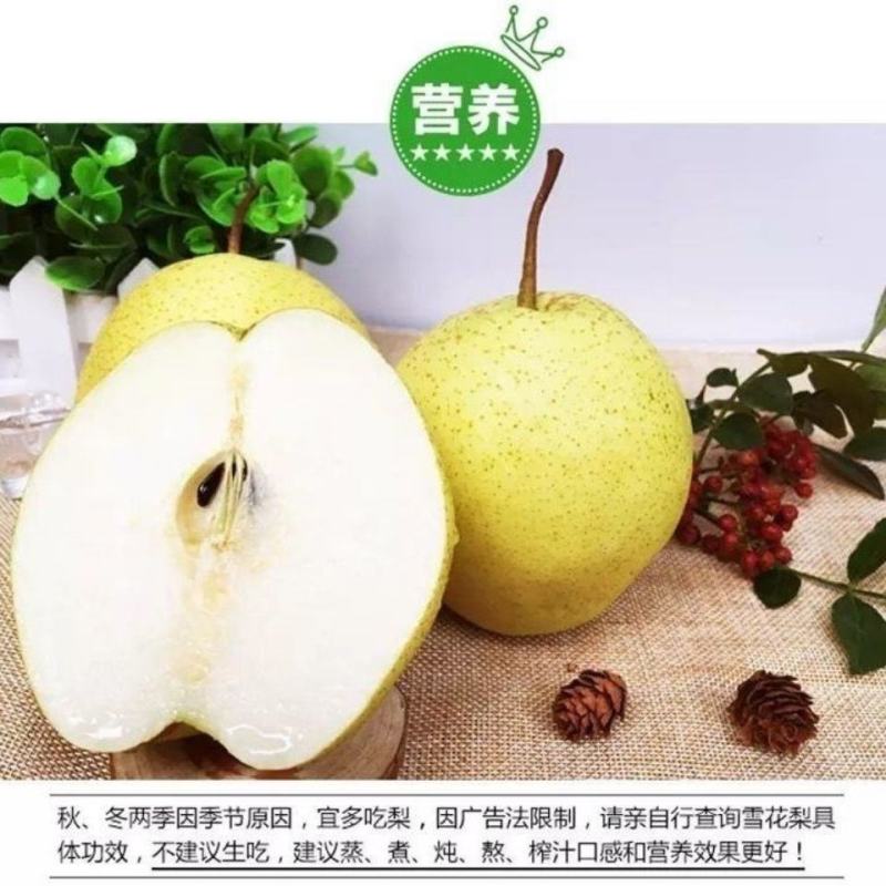 【实力商家】精品赵县雪花梨大量有货欢迎全国客户前来订购