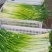 蒜薹白帽蒜苔湖北蒜薹供应各大市场电商商超品质保证