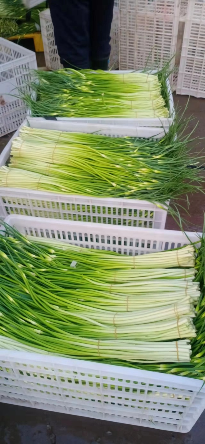 蒜薹白帽蒜苔湖北蒜薹供应各大市场电商商超品质保证