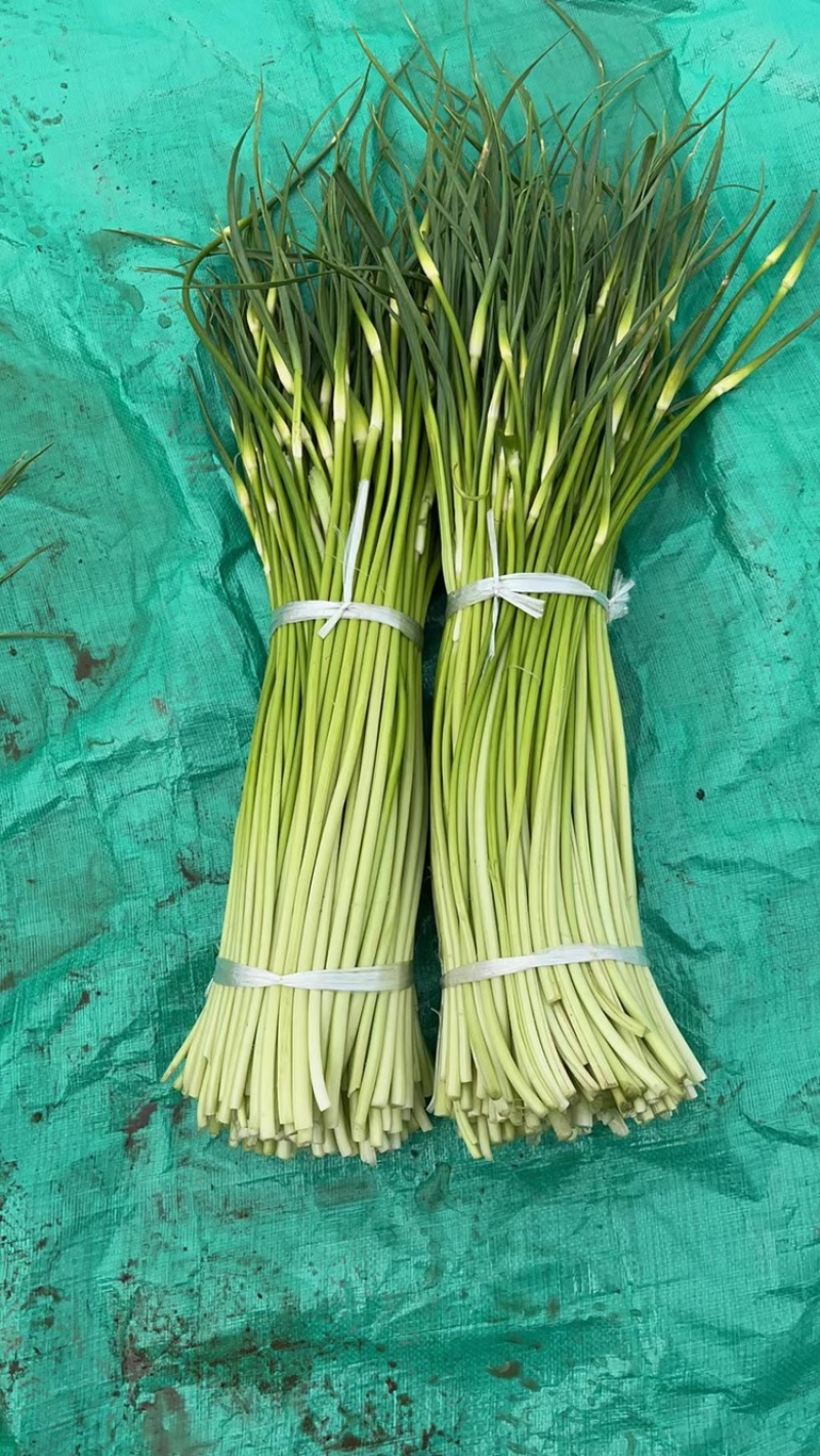 蒜薹白帽蒜苔湖北蒜薹供应各大市场电商商超品质保证