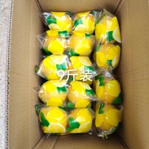 安岳黄柠檬双胞胎中小果