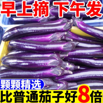 云南紫皮茄子一件代发3/5/9斤新鲜现摘包售后