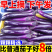 云南紫皮茄子一件代发3/5/9斤新鲜现摘包售后