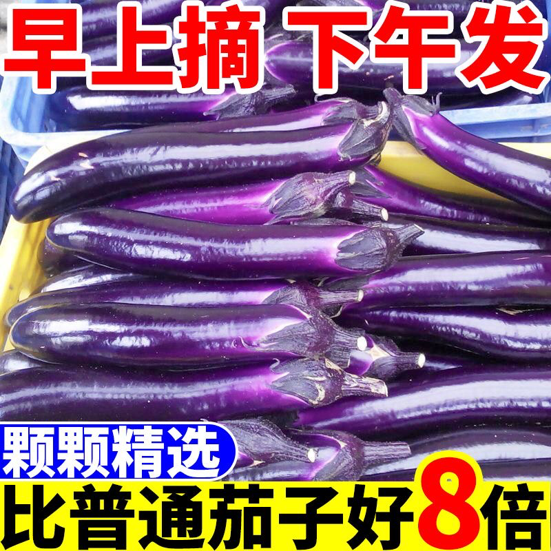 云南紫皮茄子一件代发3/5/9斤新鲜现摘包售后